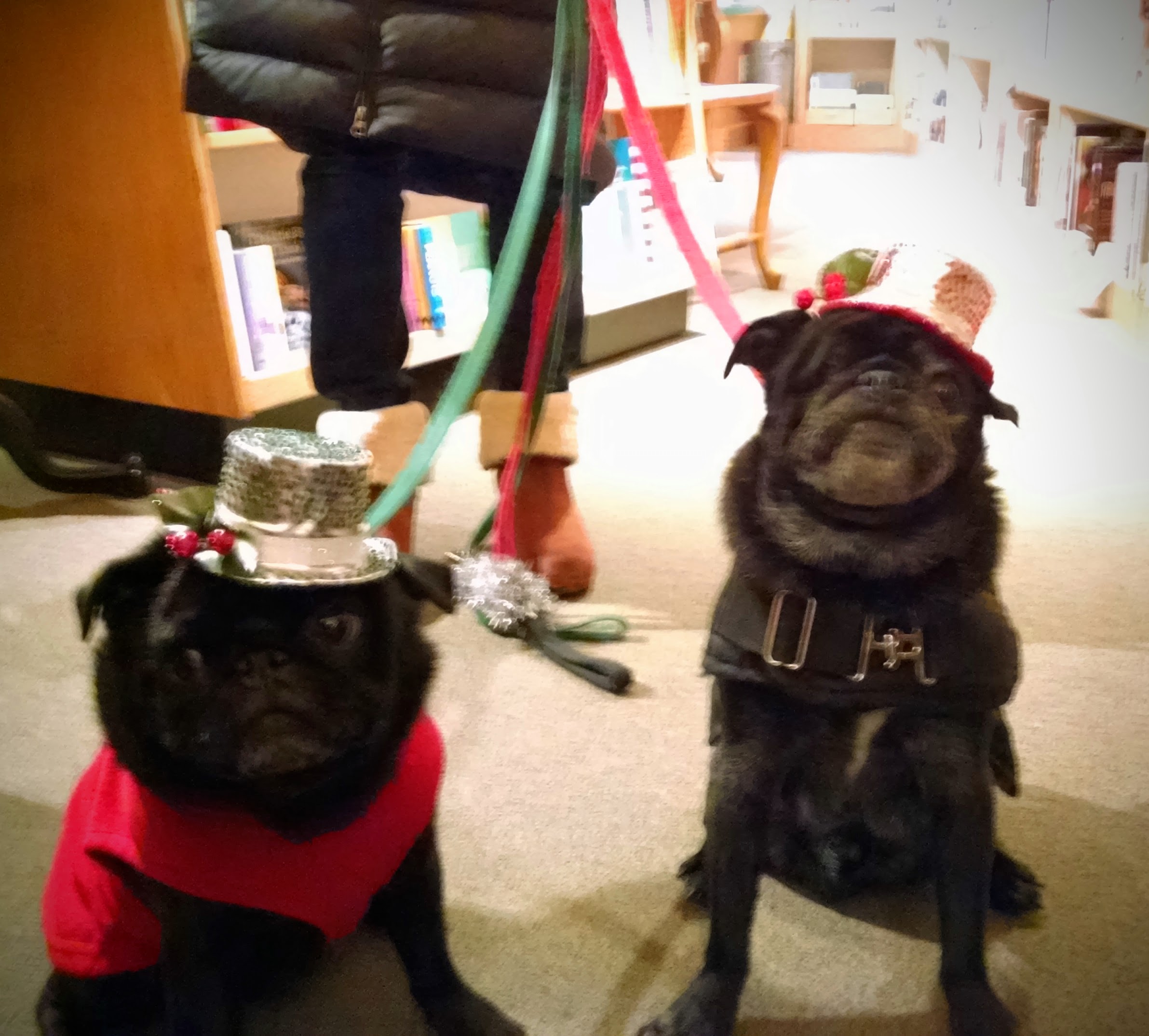 Queen Anne Book Company's loyal doggie customers Frank (right) and Bean (left) visited the store in their Christmas Eve finery.