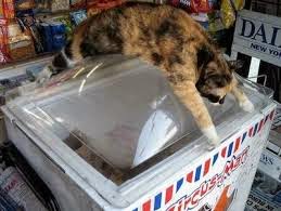 cat on a freezer