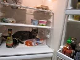 Cat in refrigerator