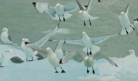 gulls by Kim Heacox