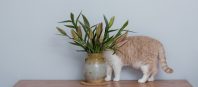 Cat hiding behind plant shyly