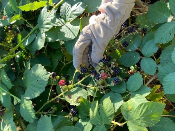 gloved hand picking blackberries from thorny vines